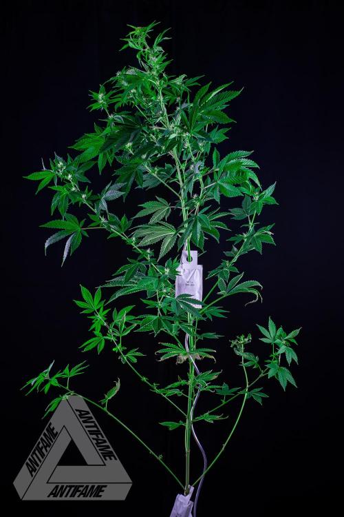 ZAMNESIA - Sticky Broccoli - EGC 2026 W. Week 11