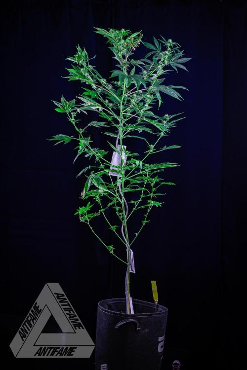 ZAMNESIA - Sticky Broccoli - EGC 2026 Y. Week 11