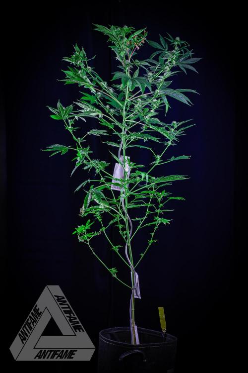 ZAMNESIA - Sticky Broccoli - EGC 2026 Y. Week 11