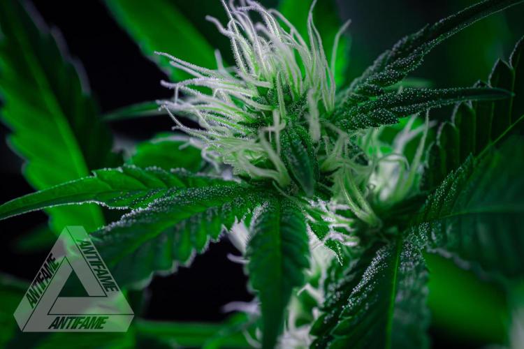 ZAMNESIA - Sticky Broccoli - EGC 2026 W. Week 11