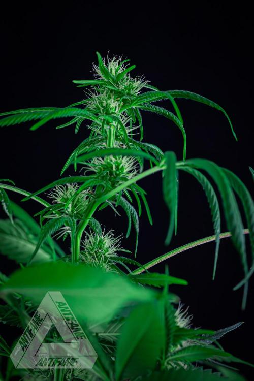 ZAMNESIA - Sticky Broccoli - EGC 2026 T. Week 11