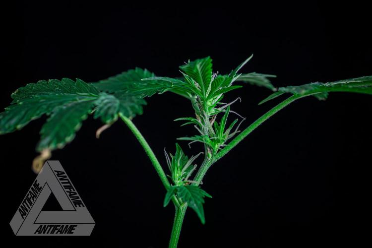 ZAMNESIA - Sticky Broccoli - EGC 2026 B. Week 11