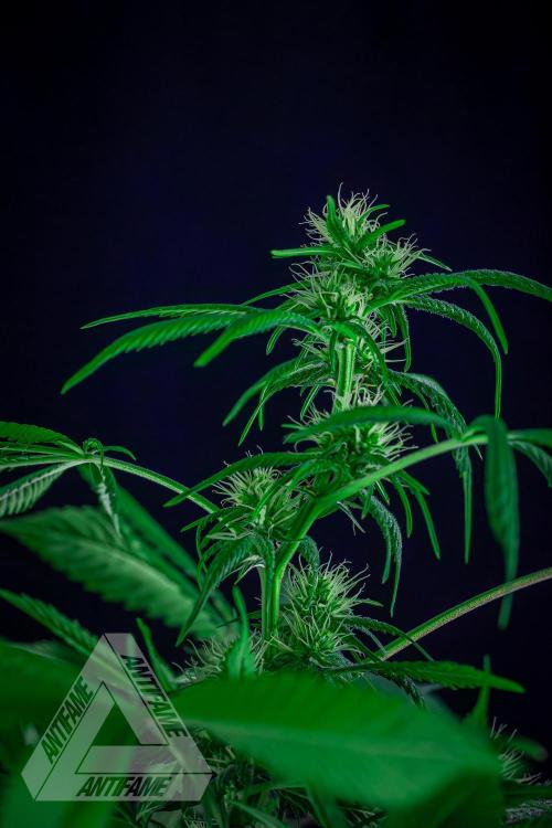 ZAMNESIA - Sticky Broccoli - EGC 2026 T. Week 11