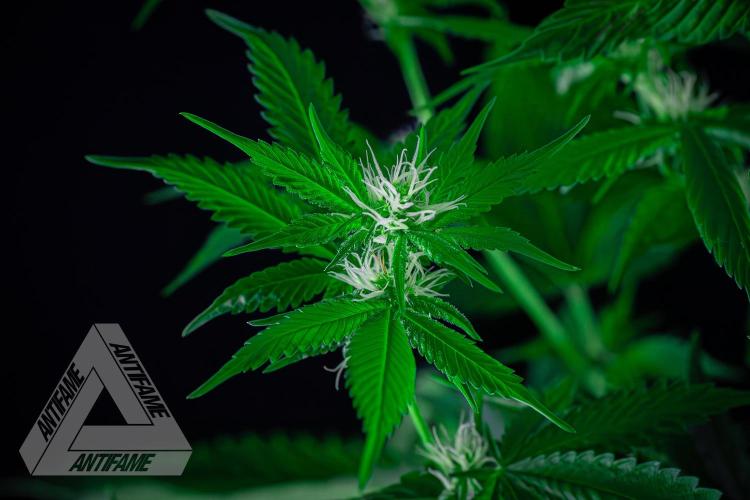 ZAMNESIA - Sticky Broccoli - EGC 2026 W. Week 11