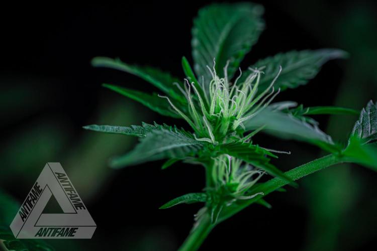 ZAMNESIA - Sticky Broccoli - EGC 2026 B. Week 11