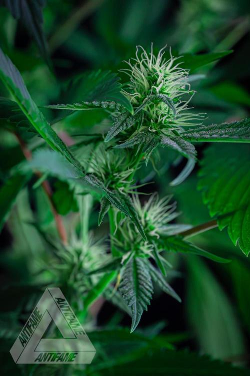ZAMNESIA - Sticky Broccoli - EGC 2026 T. Week 11