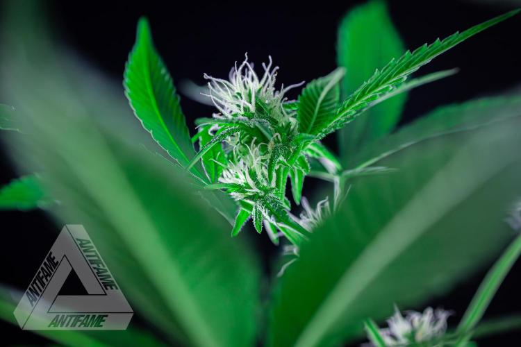 ZAMNESIA - Sticky Broccoli - EGC 2026 Y. Week 11