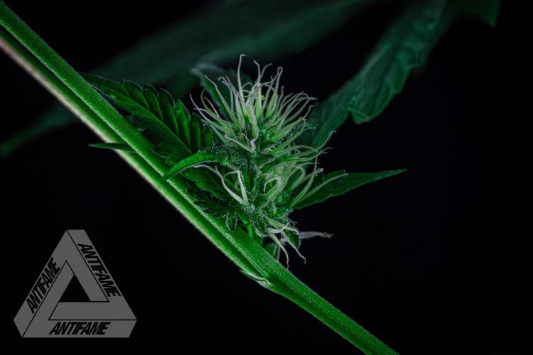 ZAMNESIA - Sticky Broccoli - EGC 2026 B. Week 11