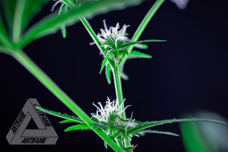 ZAMNESIA - Sticky Broccoli - EGC 2026 Y. Week 11