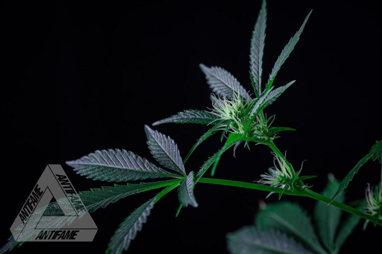 ZAMNESIA - Sticky Broccoli - EGC 2026 R. Week 11