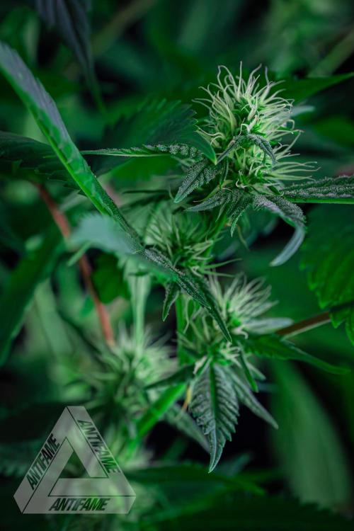 ZAMNESIA - Sticky Broccoli - EGC 2026 T. Week 11