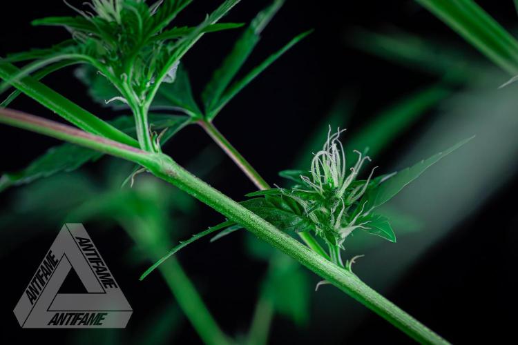 ZAMNESIA - Sticky Broccoli - EGC 2026 B. Week 11