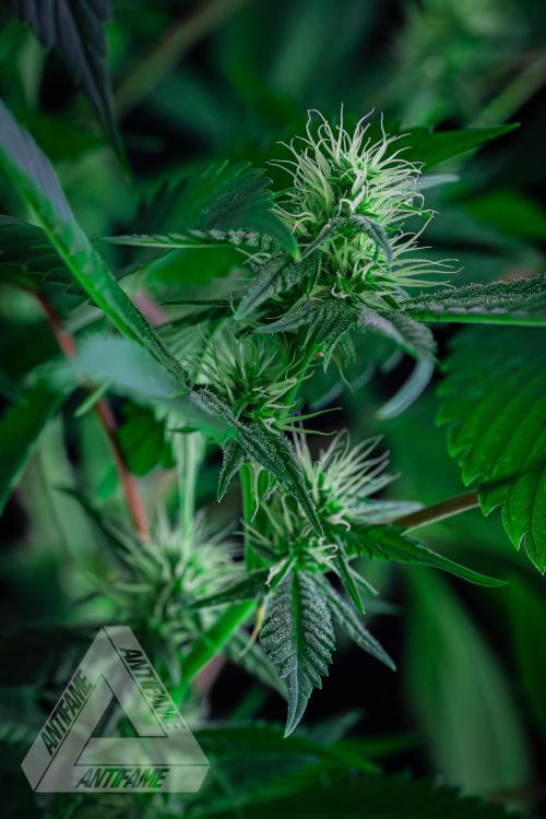 ZAMNESIA - Sticky Broccoli - EGC 2026 T. Week 11