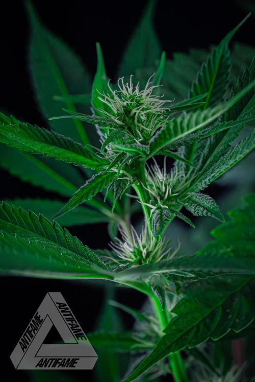 ZAMNESIA - Sticky Broccoli - EGC 2026 T. Week 11