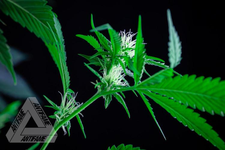 ZAMNESIA - Sticky Broccoli - EGC 2026 W. Week 11