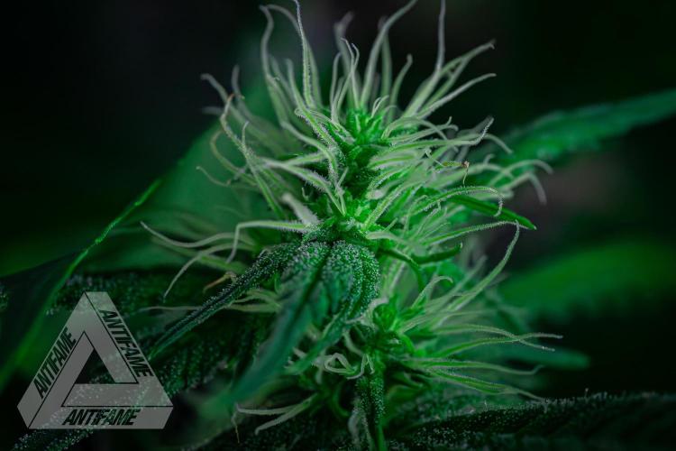 ZAMNESIA - Sticky Broccoli - EGC 2026 T. Week 11