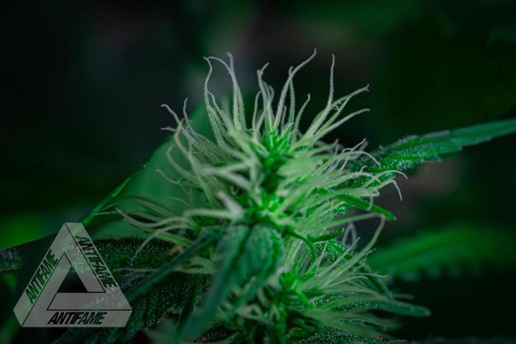 ZAMNESIA - Sticky Broccoli - EGC 2026 T. Week 11