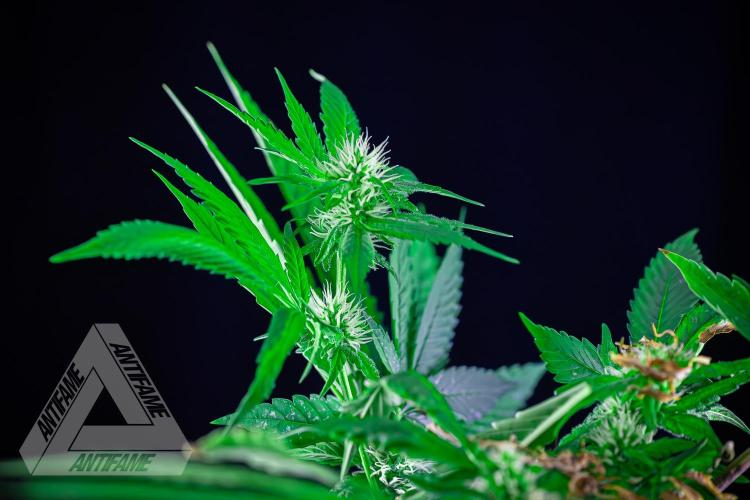 ZAMNESIA - Sticky Broccoli - EGC 2026 Y. Week 11