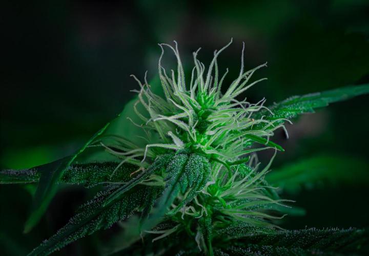 ZAMNESIA - Sticky Broccoli - EGC 2026 T. Week 11