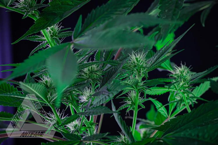 ZAMNESIA - Sticky Broccoli - EGC 2026 T. Week 11