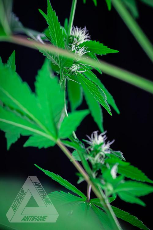 ZAMNESIA - Sticky Broccoli - EGC 2026 W. Week 11