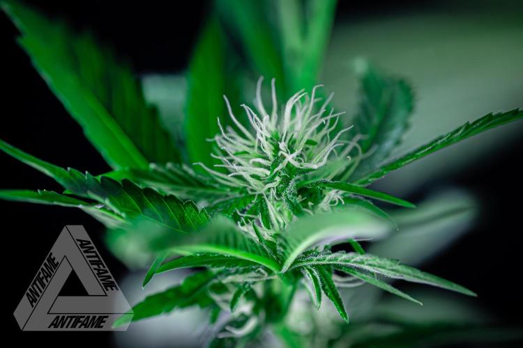 ZAMNESIA - Sticky Broccoli - EGC 2026 Y. Week 11