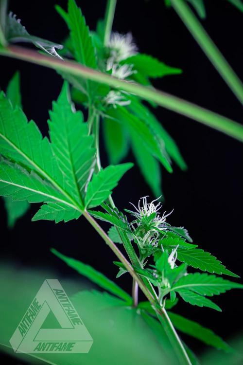 ZAMNESIA - Sticky Broccoli - EGC 2026 W. Week 11