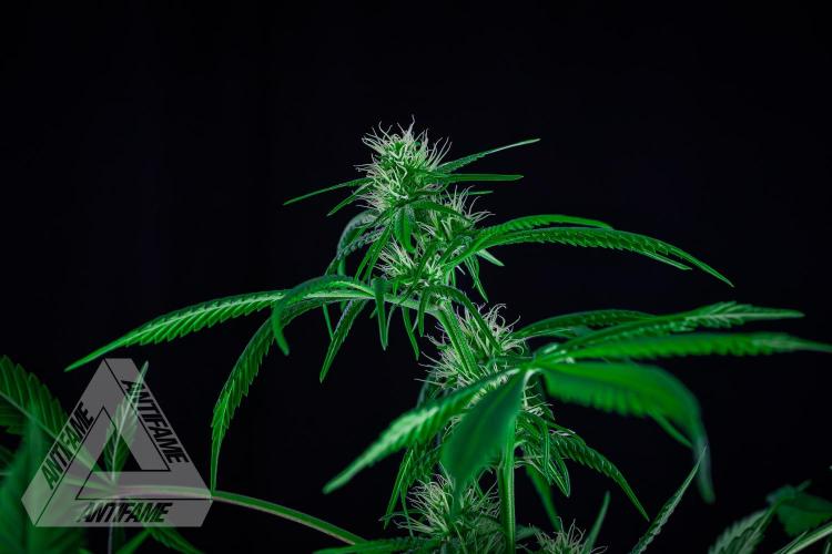 ZAMNESIA - Sticky Broccoli - EGC 2026 T. Week 11