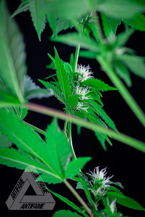 ZAMNESIA - Sticky Broccoli - EGC 2026 W. Week 11
