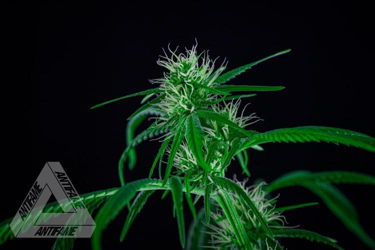 ZAMNESIA - Sticky Broccoli - EGC 2026 T. Week 11