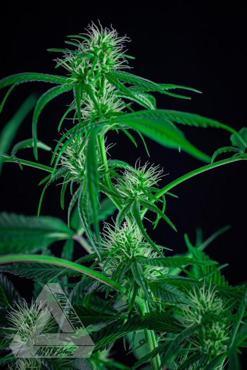ZAMNESIA - Sticky Broccoli - EGC 2026 T. Week 11