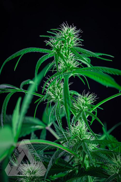 ZAMNESIA - Sticky Broccoli - EGC 2026 T. Week 11