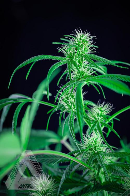 ZAMNESIA - Sticky Broccoli - EGC 2026 T. Week 11