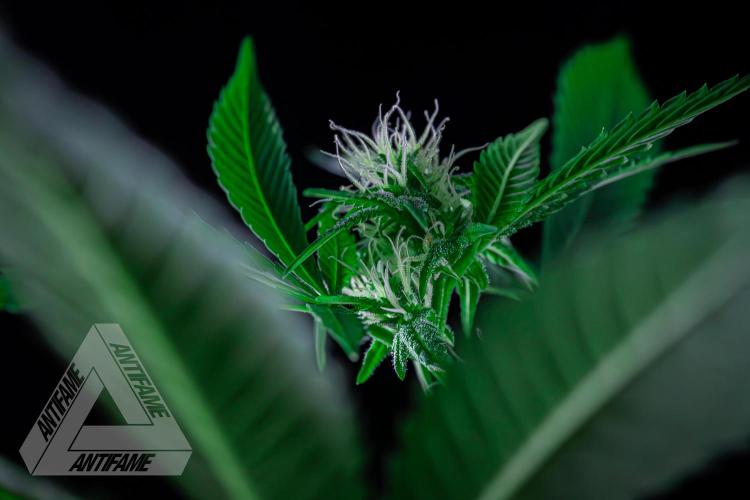 ZAMNESIA - Sticky Broccoli - EGC 2026 Y. Week 11