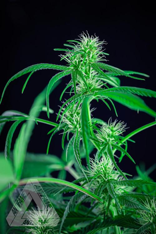 ZAMNESIA - Sticky Broccoli - EGC 2026 T. Week 11