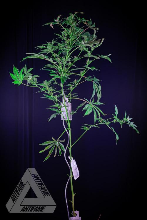 ZAMNESIA - Sticky Broccoli - EGC 2026 R. Week 12