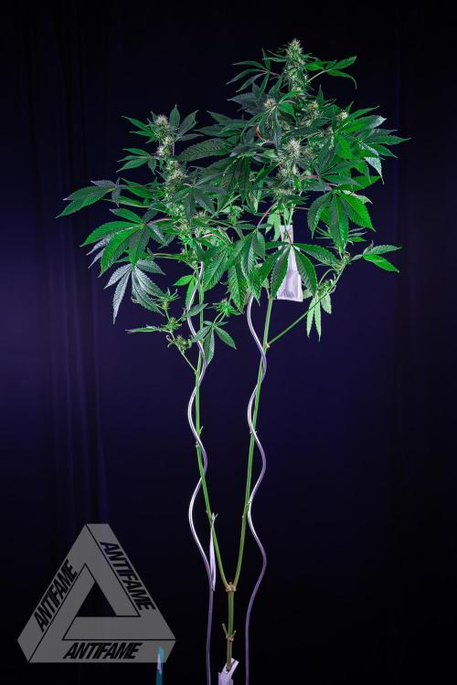 ZAMNESIA - Sticky Broccoli - EGC 2026 T. Week 12