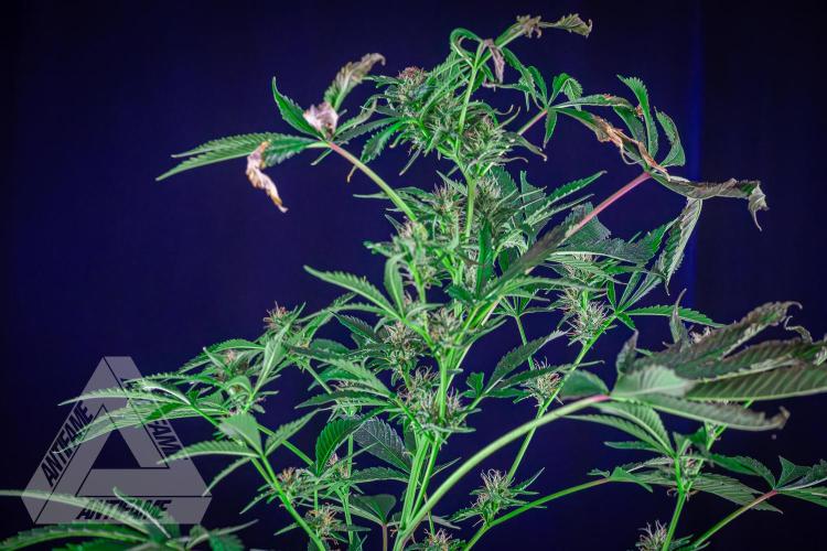 ZAMNESIA - Sticky Broccoli - EGC 2026 R. Week 12