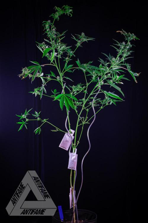 ZAMNESIA - Sticky Broccoli - EGC 2026 B. Week 12