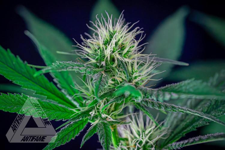 ZAMNESIA - Sticky Broccoli - EGC 2026 T. Week 12