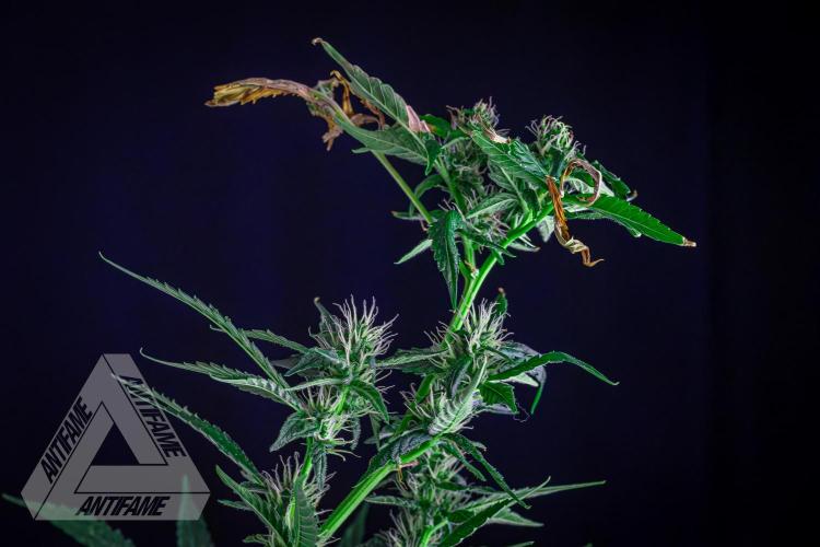 ZAMNESIA - Sticky Broccoli - EGC 2026 B. Week 12