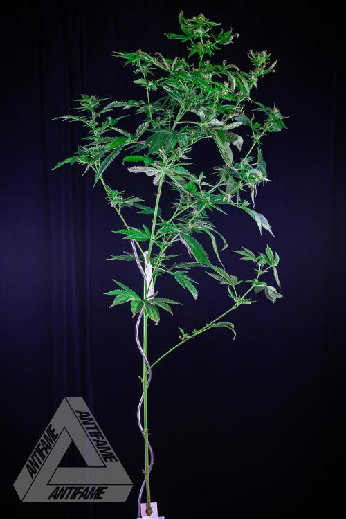 ZAMNESIA - Sticky Broccoli - EGC 2026 W. Week 12