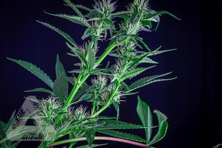 ZAMNESIA - Sticky Broccoli - EGC 2026 B. Week 12