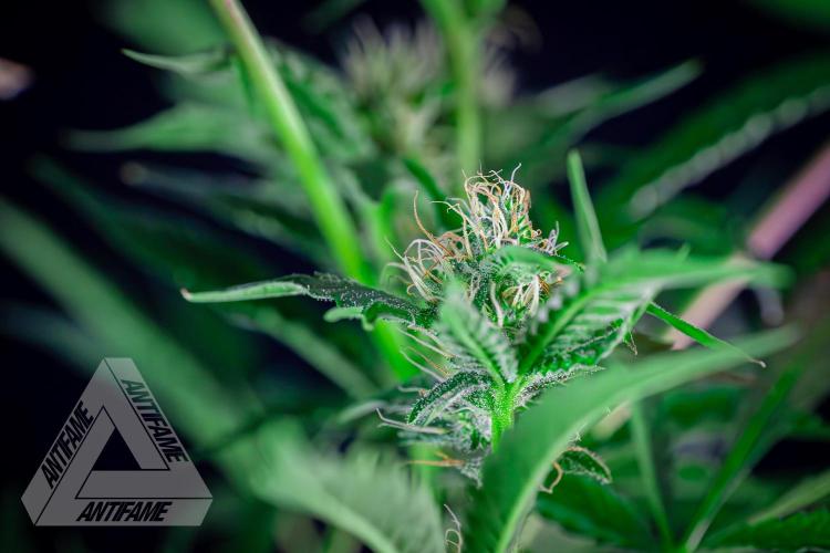 ZAMNESIA - Sticky Broccoli - EGC 2026 R. Week 12