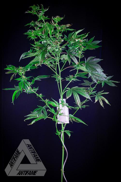 ZAMNESIA - Sticky Broccoli - EGC 2026 W. Week 12