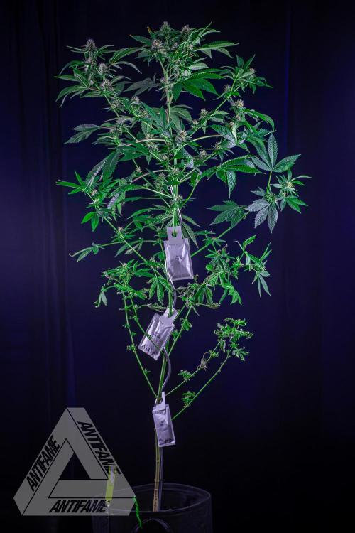 ZAMNESIA - Sticky Broccoli - EGC 2026 Y. Week 12