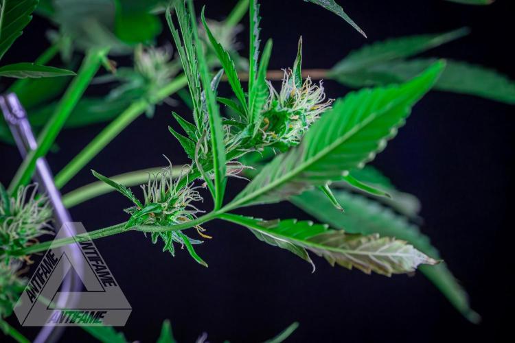 ZAMNESIA - Sticky Broccoli - EGC 2026 B. Week 12