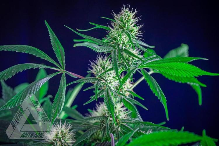 ZAMNESIA - Sticky Broccoli - EGC 2026 T. Week 12