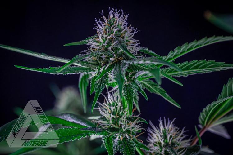 ZAMNESIA - Sticky Broccoli - EGC 2026 Y. Week 12