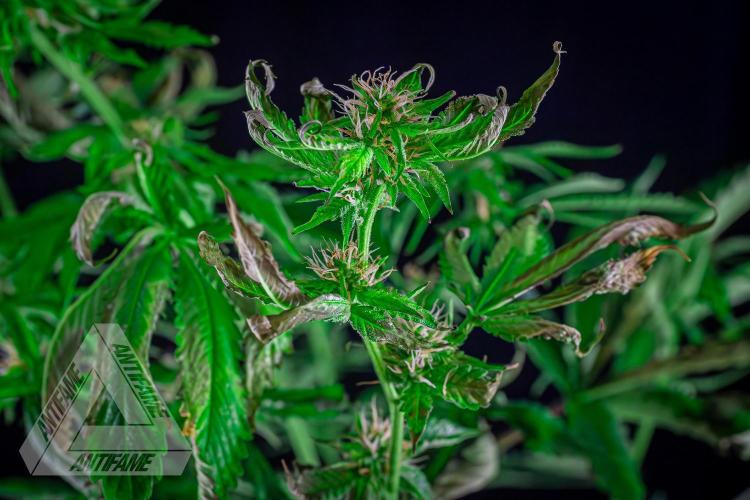 ZAMNESIA - Sticky Broccoli - EGC 2026 W. Week 12